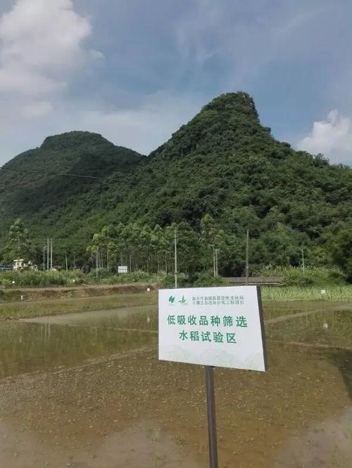 從理論到實踐 第六期農(nóng)田及礦山周邊重金屬污染土壤治理修復(fù)技術(shù)與方案編制培訓(xùn)圓滿落幕